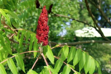 Sumac Tree Identification 的图像结果