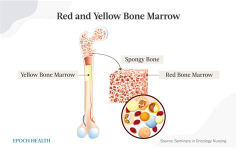 Red And Yellow Bone Marrow Diagram
