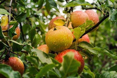 Image result for Apple Computer Monitoring Software