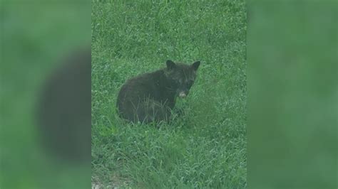 Reported ‘bear’ sighting sparks disagreement among wildlife ...