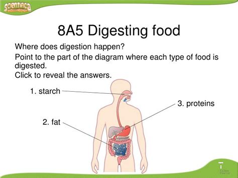 Image result for How Does Food Get Digested
