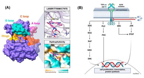 Quinoxalinones as A Novel Inhibitor Scaffold for EGFR (L858R/T790M ...