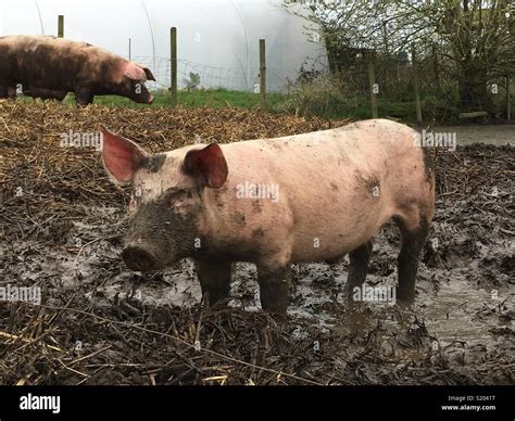 Happy Pigs In Mud