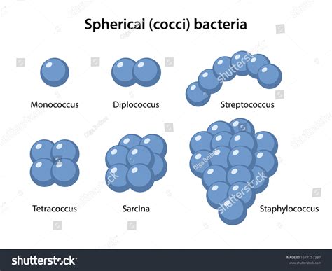 Coccus Bacteria Diagram