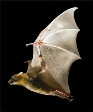 Bats learned to fly first, ability to navigate came later | TopNews