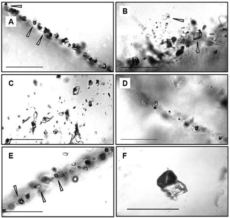 Periodically Released Magmatic Fluids Create a Texture of ...
