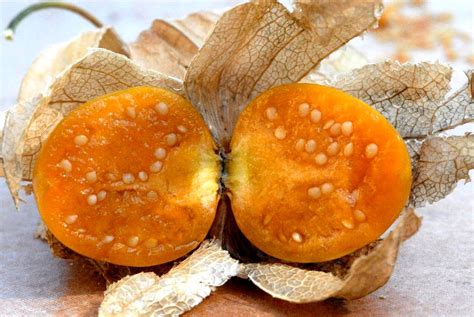 Physalis