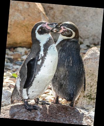 Penguen (Sphenisciformes)