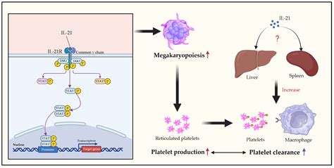 Interleukins in Platelet Biology: Unraveling the Complex Regulatory Network