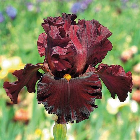 'Play with Fire' Bearded Iris - Easytogrowbulb