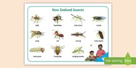 New Zealand Coins Word Mat (teacher made) - Twinkl