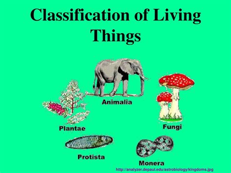 Image result for Classification of Living Things