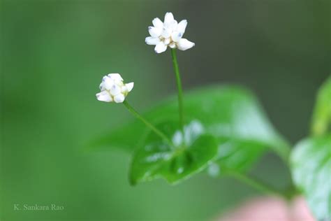 India Flora Online