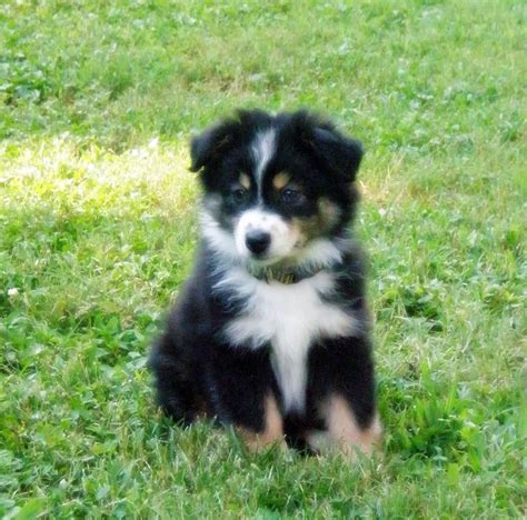 Z. Black Tri Miniature Australian Shepherd Puppy