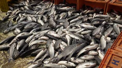 How Overcrowding, Antibiotics And Other Practices Are Affecting Fish In ...