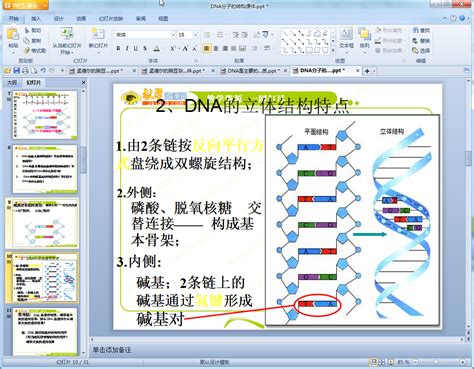 DNA分子的结构_哔哩哔哩_bilibili