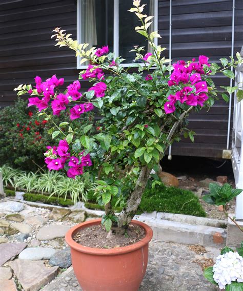 How to prune bougainvillea: tips from the experts | Homes and Gardens