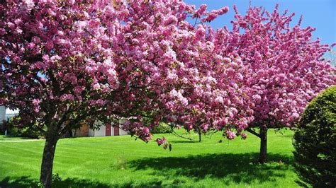 Image result for Free Spring Desktop Backgrounds