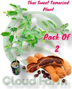 Cloud Farm Tamarind Plant Price in India - Buy Cloud Farm Tamarind ...