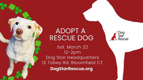 Adopt a Rescue Dog in Bloomfield CT, Dog Star Rescue, Bloomfield, 22 ...