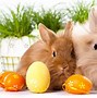 Image result for Cute White Easter Bunny