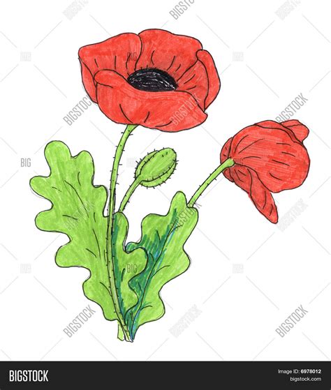 Poppy Drawing at GetDrawings | Free download
