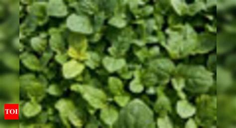 Peppermint relieves bowel disorder - Times of India