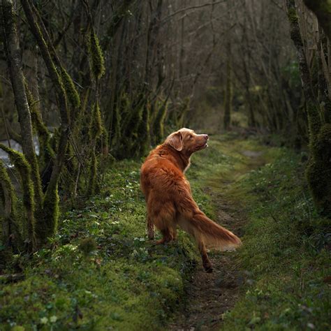 The Science Behind Dog Senses: An In-Depth Exploration – Canine Styles