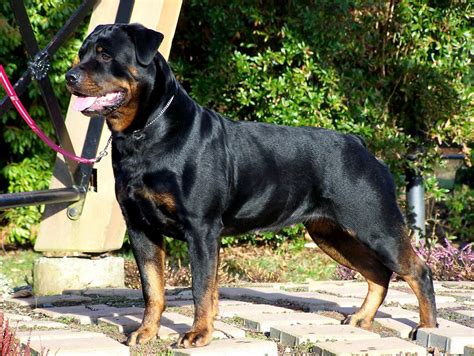 Rottweiler Wallpapers - Wallpaper Cave