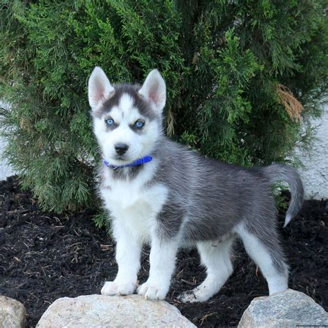 Puppies Images Siberian Husky Siberian Husky Puppy Stock Photo. Image