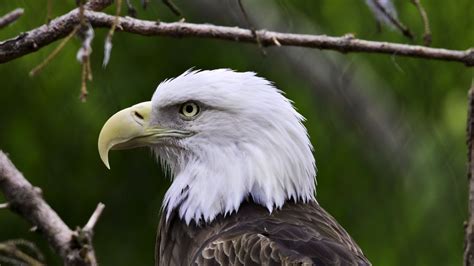 Wallpaper eagle, bird, predator, wildlife, branches hd, picture, image