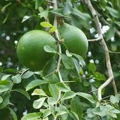 Creative Farmer Vilvam Maredu Bael Wood Apple Bitter Orange Stone Aegle ...
