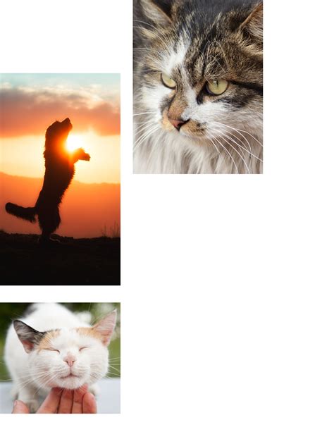 Medical Services - Vet in Groveport | Groveport Animal Clinic