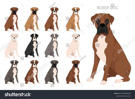 Brindle Color Dog Chart at Carlos Bell blog