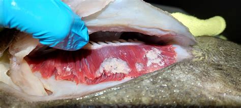 disease_area_calc Semantic Segmentation Model by reprodutores