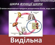 Зображення за запитом Терморегуляція