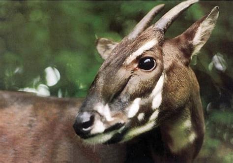 Black Kites Nesting at Pylons in Perumbakkam – Urban Wildlife UPSC IAS