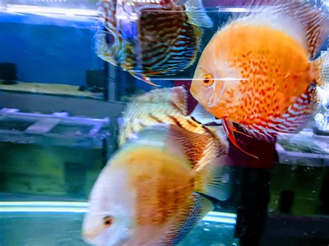 Image result for Large Discus Fish