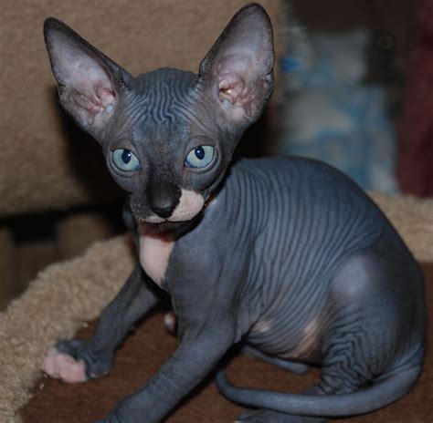 Sphynx Breeder - Sphynx Pictures - Hairless Cats - Sphynx Cats « N O C ...
