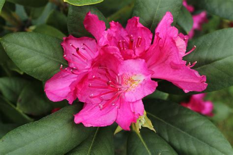 Azalea Flower Meaning & Symbolism | Bouqs Blog