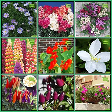 Creative Farmer Garden Seeds Combo Flower Seeds : Acrotis Grandis ...