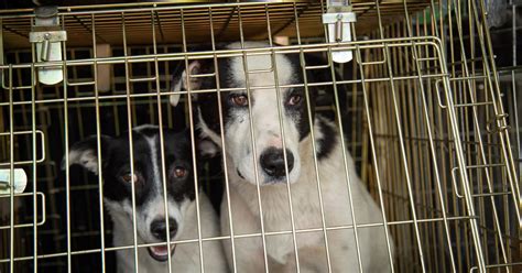 Bird Flu Outbreak Continues Across Europe - FOUR PAWS International ...