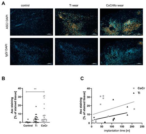CoNiCrMo Particles, but Not TiAlV Particles, Activate the NLRP3 ...