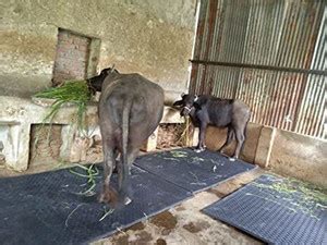 Ursus Cow Mat, Feeding Mat, Buffalo, Bull, (Premium, Black) Cow Pet Mat ...