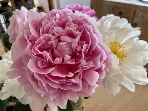 Floral Fibonacci: counting petals – Kirsten & Mars