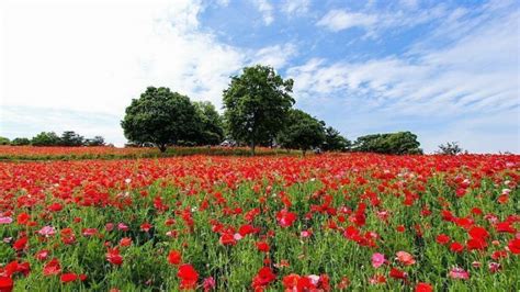 Showa Memorial Park, tachikawa, Japan - Top Attractions, Things to Do ...