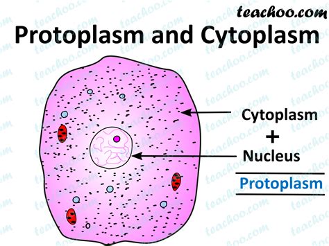 What is Protoplasm? - Definition - Teachoo - Teachoo Questions