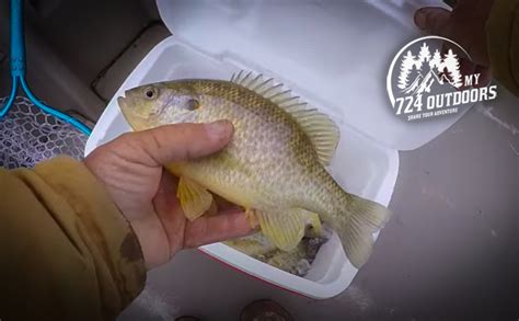 Image result for How to Catch Shellcrackers