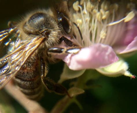 Close-up of bee on pink flower | Premium Photo