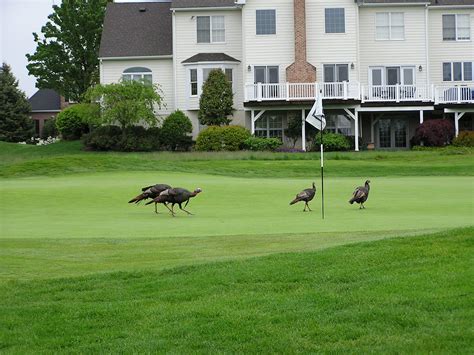 Laurel Creek Country Club: Wildlife at Laurel Creek
